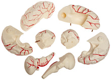 Load image into Gallery viewer, American Educational Eight-Piece Human Brain Model, Life-Size, Plastic, Includes Base (7-1414)