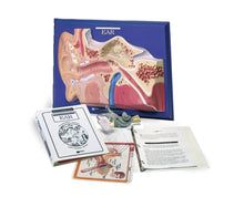 Load image into Gallery viewer, American Educational Ear Model Activity Set