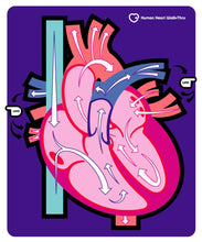 Load image into Gallery viewer, Book illustrations and hand-out diagrams for the human heart are boring | Get your students up out of their seats and literally walk the path of blood through the heart | The human heart walk-thru mat measures 60" Length by 50" Width and comes with a convenient storage bag | This is a perfect review and quiz product for your grade 6-8 students | A teacher's guide provides additional information, activities, and assessment sheets for the classroom