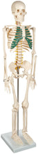 Load image into Gallery viewer, American Educational Skeleton Model with Nerves, 34" Height