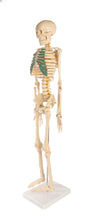 Load image into Gallery viewer, American Educational Skeleton Model with Nerves, 34" Height