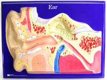 Load image into Gallery viewer, American Educational Ear Model Activity Set