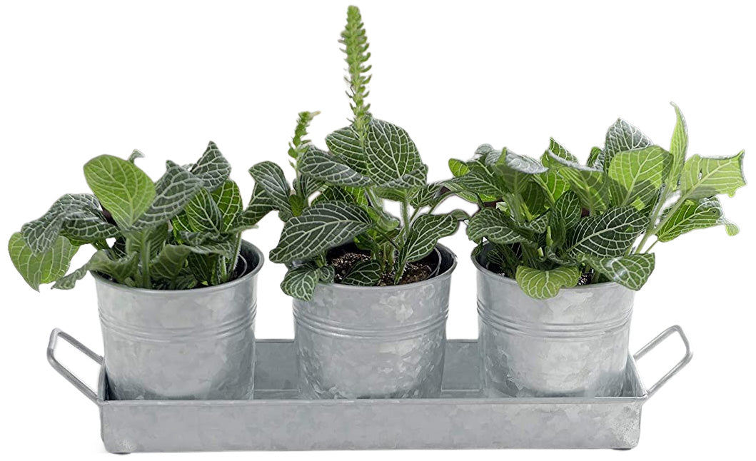 3 inch planting pots 3 Galvanized Metal 4-Inch Flower Pots with Caddy Tray - Ideal for Holding Plants & Herbs or Silverware