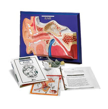 Load image into Gallery viewer, American Educational Ear Model Activity Set