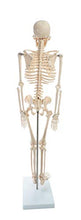 Load image into Gallery viewer, American Educational Skeleton Model, 34" Height