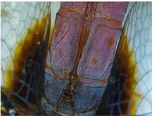 Load image into Gallery viewer, Andonstar 5 inch Screen 1080P Digital Microscope HDMI Microscope for Circuit Board Repair Soldering Tool (ADSM302)