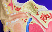 Load image into Gallery viewer, American Educational Ear Model Activity Set
