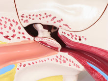 Load image into Gallery viewer, American Educational Large Ear Model