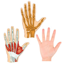 Load image into Gallery viewer, Egg Shaped Hand Exercise Balls - Includes Soft, Medium, and Firm Resistances