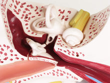 Load image into Gallery viewer, American Educational Large Ear Model
