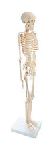 Load image into Gallery viewer, American Educational Skeleton Model, 34&quot; Height
