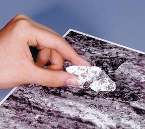 Your class will learn the key steps of natural selection as they simulate what occurred in the peppered moth population as the environment changed in England during the Industrial Revolution. The students are provided with backgrounds that simulate the color of various tree trunks along with peppered moth cutouts. | students are provided with backgrounds that simulate the color of various tree trunks along with peppered moth cutouts.