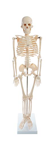 Adult human male skeleton model for physiological study | Upper and lower extremities with movable joints for demonstration purposes | Spinal column depicts spinal cord, nerve exit, vertebral arteries, and herniated disc for detailed examination | Available in two sizes for classroom desktop display | Key for instructional use