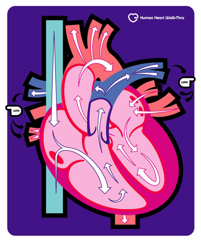 Book illustrations and hand-out diagrams for the human heart are boring | Get your students up out of their seats and literally walk the path of blood through the heart | The human heart walk-thru mat measures 60