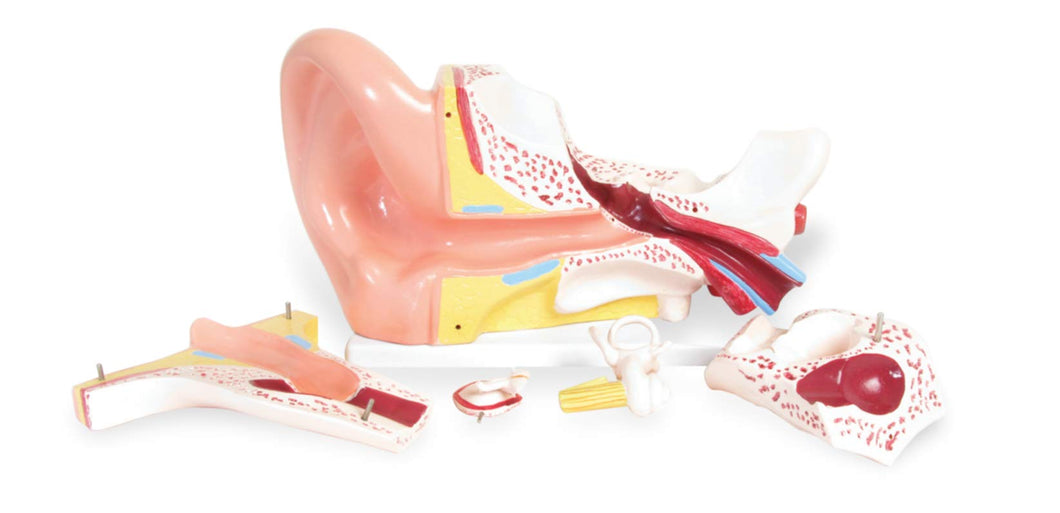 Much like small ear model, the larger model is enlarged four times | External ear is represented by the auricle and auditory canal | Includes a detailed key | Includes a sturdy base and is made out of strong plastic | Attributes to this model are the ability to dissect portions of the ear into six parts