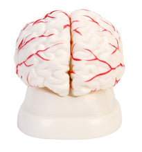 Load image into Gallery viewer, American Educational Eight-Piece Human Brain Model, Life-Size, Plastic, Includes Base (7-1414)
