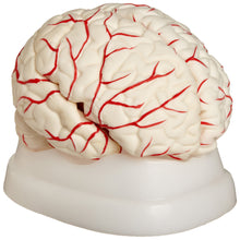 Load image into Gallery viewer, American Educational Eight-Piece Human Brain Model, Life-Size, Plastic, Includes Base (7-1414)
