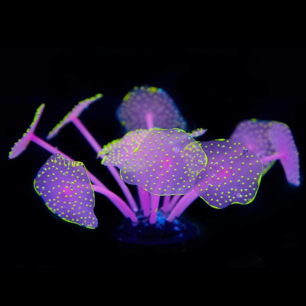 UV Glowing Silicone Faux Discosoma Mushroom Pink Coral Decoration with Suction Cup Base for Aquarium Fish Tanks, Yellow Accent Glows Under UV Blacklight