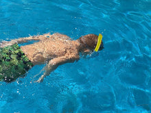 Load image into Gallery viewer, Snorkel Set for Kids - Diving Mask and Snorkel with Silicon Mouth Piece, Purge Valve, Anti-Splash Guard, and Anti-Fog Coated Glass - Youth/Junior
