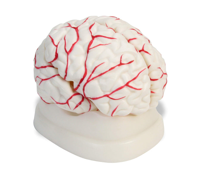 Eight-piece human brain model can be disassembled to provide students with hands-on experience examining the hemispheres, lobes, and arteries of the human brain | Life-size model shows external features of the cerebral hemisphere, brain stem, and cerebellum; and arterial supply | Heavy-duty plastic construction eases cleaning and is durable | Mounted on a base for display | Comes with numbered key