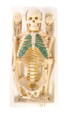 Load image into Gallery viewer, American Educational Skeleton Model with Nerves, 34&quot; Height
