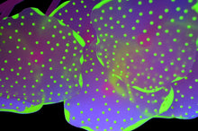Load image into Gallery viewer, UV Glowing Silicone Faux Discosoma Mushroom Pink Coral Decoration with Suction Cup Base for Aquarium Fish Tanks, Yellow Accent Glows Under UV Blacklight
