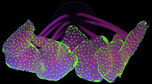 Load image into Gallery viewer, UV Glowing Silicone Faux Discosoma Mushroom Pink Coral Decoration with Suction Cup Base for Aquarium Fish Tanks, Yellow Accent Glows Under UV Blacklight
