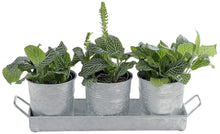 Load image into Gallery viewer, Set of 3 Galvanized Metal 5-Inch Flower Pots with Caddy Tray for Plants &amp; Herbs or Silverware - Rustic Country, Mid-Century, Farmhouse Garden, Kitchen

