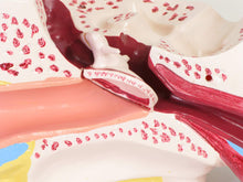 Load image into Gallery viewer, American Educational Large Ear Model
