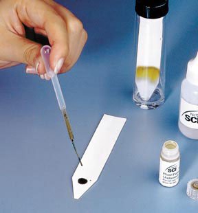 Using paper chromatography, your students will separate these pigments using a safer chromatography developer solution than the acetone found in most commercially available kits. | In separating and identifying the various colors that make up autumn leaves, they'll gain a better understanding of why photosynthesis cannot take place when certain pigments are absent.