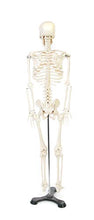 Load image into Gallery viewer, American Educational Skeleton Model, 34&quot; Height

