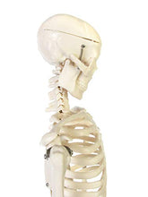 Load image into Gallery viewer, American Educational Skeleton Model, 34&quot; Height
