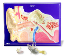 Load image into Gallery viewer, Set includes 18&quot; height by 24&quot; width model and comprehensive activity guide | A unique three dimensional model of the complete human ear incorporates a removable eardrum, semicircular canals, and cochlea | These magnified structures facilitate hands on learning | They are correlated to a full color overhead transparency with overlay | For grades 3 to 12 and ages 8 to 18 years
