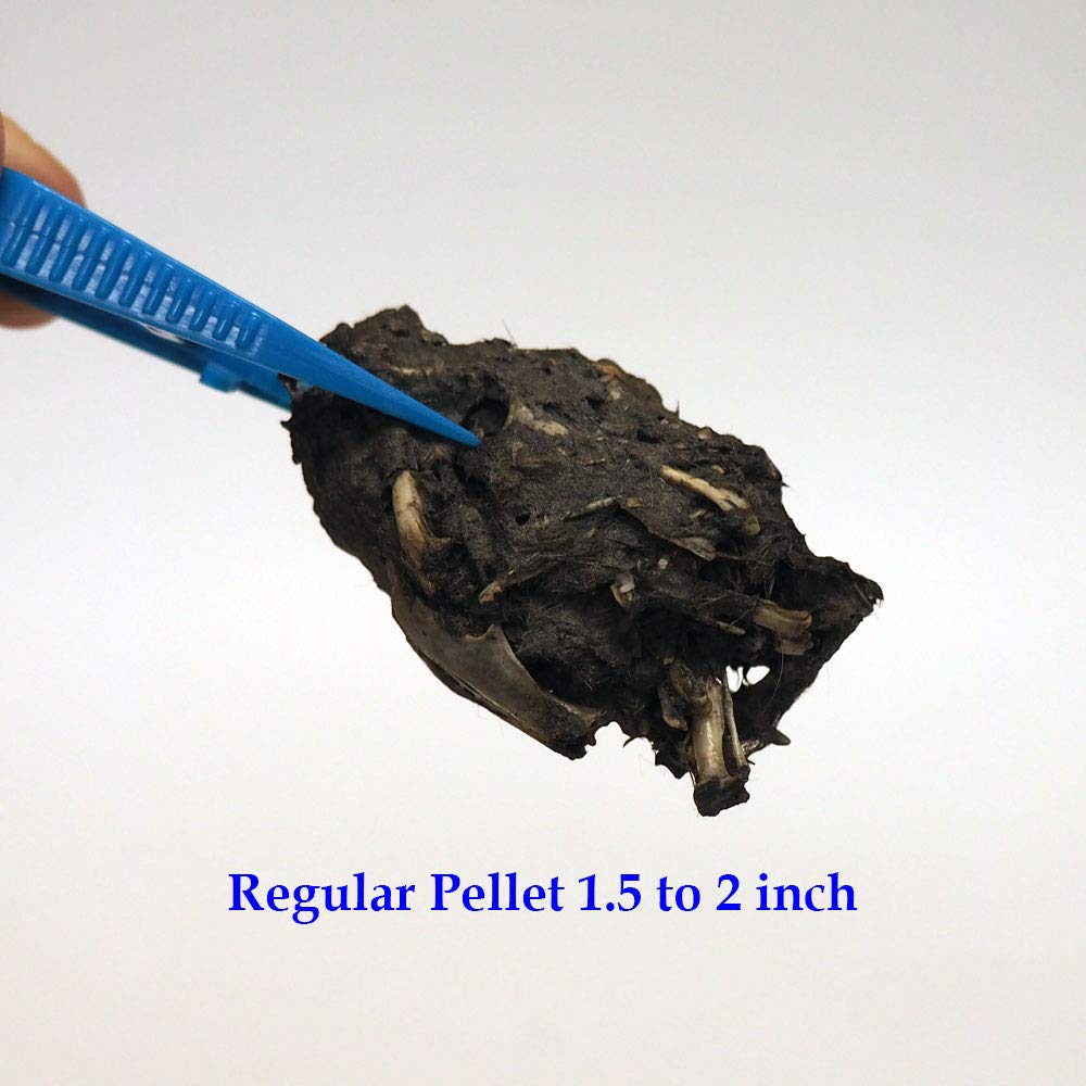 Pellet Science Barn Owl Pellets - Large - Pack of 6 – SciencePurchase