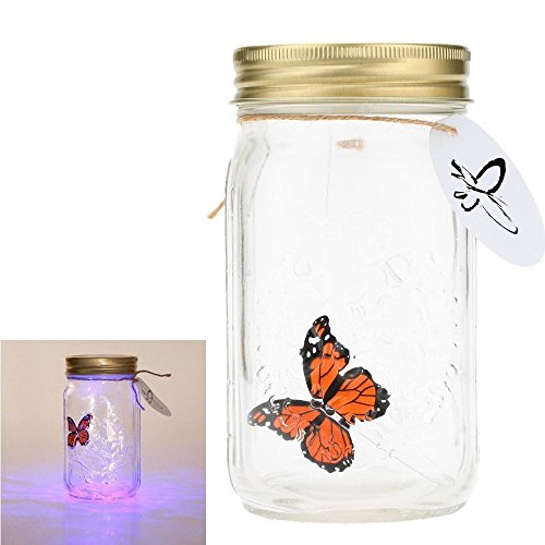 Wanderer from the Science Purchase Butterfly collection | The Glass Butterfly Jar measures approx 6.5