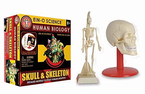 2-in-1 Model - You not only get a skeleton Model with this kit but a complete skull model to examine as well. | Enjoy!