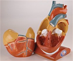Overall dimensions: 7x5x10 inches (17x13x25cm). | 59 features are number coded and identified in an accompanying key | Its large size making it ideal for group study, this heart separates into two parts, making it easy to trace blood flow through the chambers, valves and vessels.