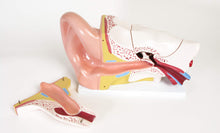Load image into Gallery viewer, American Educational Large Ear Model
