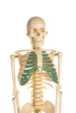 Load image into Gallery viewer, American Educational Skeleton Model with Nerves, 34&quot; Height
