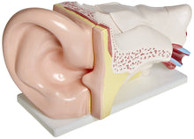 Load image into Gallery viewer, American Educational Large Ear Model
