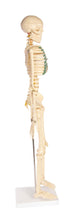 Load image into Gallery viewer, American Educational Skeleton Model with Nerves, 34&quot; Height
