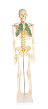 Load image into Gallery viewer, Skeleton model with nerves | Much like our life size skeleton model, students can explore this model as a visual aid for physiology | This model features nerve roots, spinal cord the vertebral artery, cartilage highlighted in green and a herniated disk | A detailed key is included | 34&quot; Height
