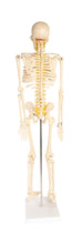 Load image into Gallery viewer, American Educational Skeleton Model with Nerves, 34&quot; Height
